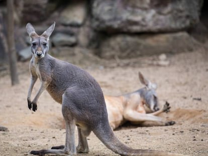 Cangurus num zoológico da China.