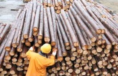 Un empleado forestal inspecciona varios troncos de ciprés listos para ser puestos a la venta. EFE/Archivo