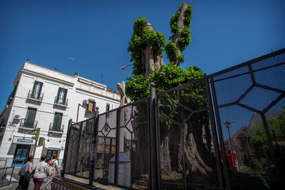 El ficus de Triana en Sevilla, este lunes. 
