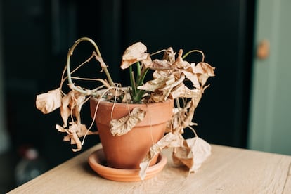 Apps Plantas
