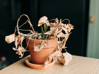 Apps Plantas