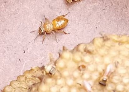 Especie de abeja melipona de los bosques argentinos.