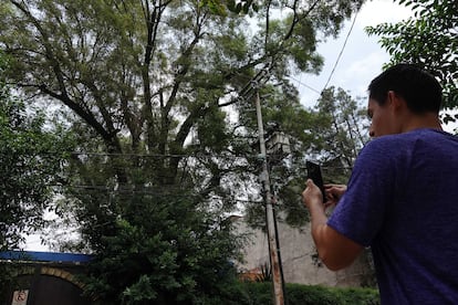 El fresno Eugenio, con más de 150 años, en la Alcaldía Benito Juárez.