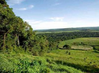 Paisaje de la reserva forestal de Mabira, a 55 kilómetros de Kampala (Uganda).