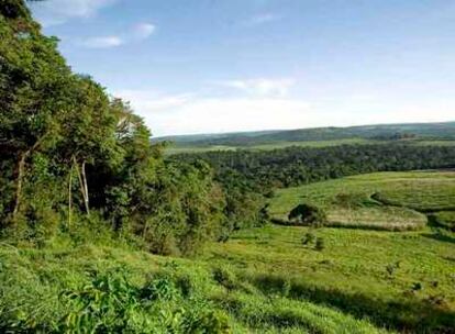 Paisaje de la reserva forestal de Mabira, a 55 kilómetros de Kampala (Uganda).