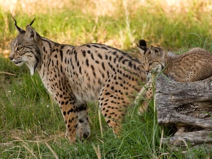 Aura, with one of her kittens. Iberian lynx breeding center El Acebuche/OAPN-MITECO