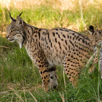 Aura, con uno de sus cachorros, en el centro de cría del lince ibérico El Acebuche.