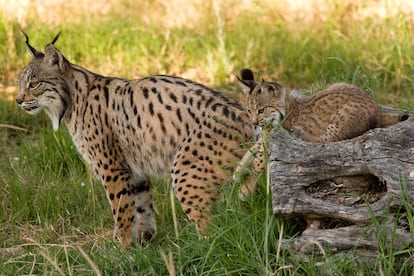 Aura, with one of her kittens. Iberian lynx breeding center El Acebuche/OAPN-MITECO