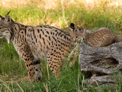 Aura, con uno de sus 14 cachorros. / Centro de cría del lince ibérico El Acebuche/OAPN-MITECO