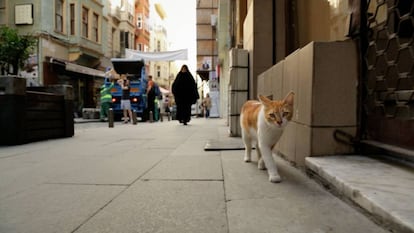 Un momento de 'Kedi (Gatos de Estambul)'.