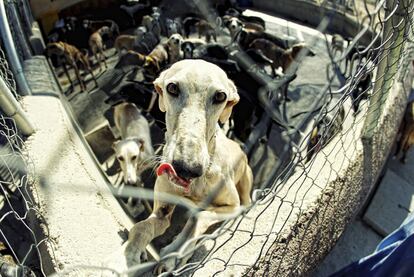 Un galgo en la perrera de la asociación Las Nieves, en Navalcarnero.