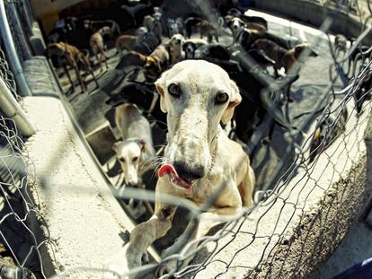 Un galgo en la perrera de la asociación Las Nieves, en Navalcarnero.