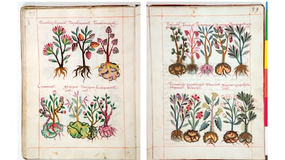 Dos páginas del códice De la Cruz-Badiano, en una reproducción autorizada por el INAH.