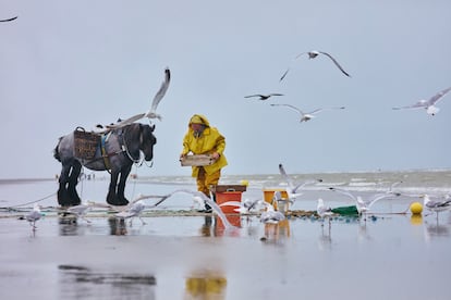 Stefaan Hancke y su yegua 'Dina' salen de las aguas del mar del Norte tras una hora faenando. Es el momento de hacer una primera selección sobre el terreno de la pesca obtenida.