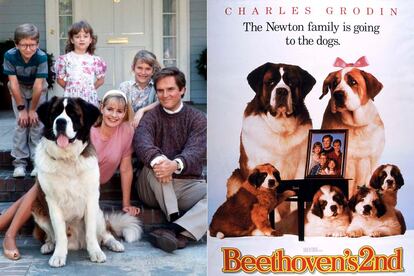 'Beethoven' (Brian Levant, 1992).

	Desde su estreno el canino se ha visto engrosado con un buen número de perros que atienden al nombre del compositor alemán. Alguno hasta pensaría que fue el músico el que tomó su nombre del mastín de las nieves suizas. La raza San Bernardo entraba en la galería de las estrellas cinematográficas despues de los collies y dálmatas y dejaba una generosa herencia de secuelas cinematográficas.