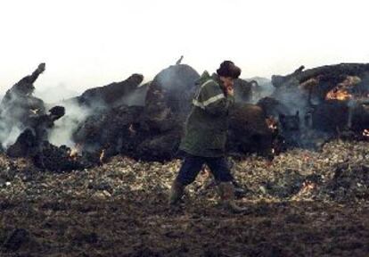 Un trabajador caminaba ayer entre los restos humeantes de cerdos incinerados en los terrenos de una granja de Northumberland (Reino Unido)