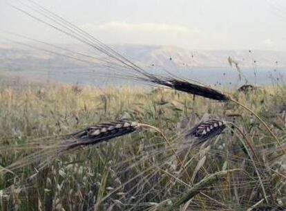 Spain faces a 50% drop in wheat production this year.