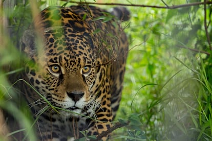 Yaguareté en el refugio de la Fundación Rewilding Argentina en Iberá, Corrientes