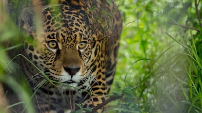 Yaguareté en el refugio de la Fundación Rewilding Argentina en Iberá, Corrientes