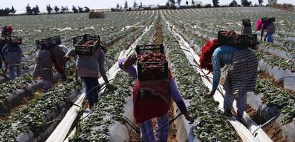 Varios trabajadores recogen fresas en una granja en la provincia de Kenitra (Marruecos).