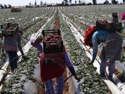 Varios trabajadores recogen fresas en una granja en la provincia de Kenitra (Marruecos). 