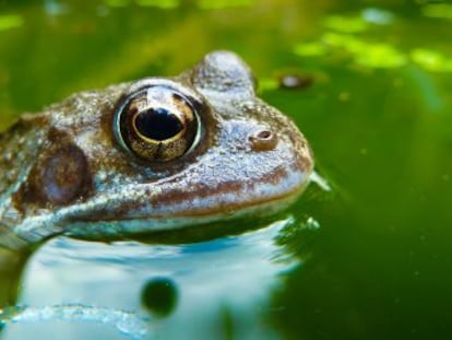 Las ranas Hylodes japi tienen un sistema de comunicación más sofisticado de lo pensado.