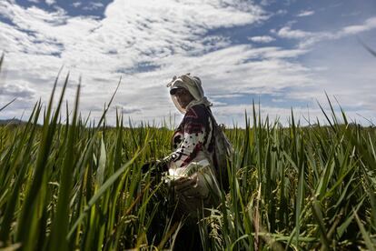 Una campesina de Lérida, en el departamento de Tolima, Colombia, cultiva arroz. En este pueblo, las mujeres trabajan en el campo de lunes a viernes y visitan a sus familias en los fines de semana.