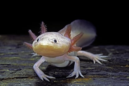 O axolote (‘Ambystoma mexicanum’) é endêmico do México e está em perigo crítico de extinção pela contaminação das águas em que vive. Seu hábitat são lagos e canais de águas pouco profundas com muita vegetação aquática. A IUCN assinala que atualmente existem menos de 100 exemplares. Este anfíbio também está ameaçado pela introdução de espécies de peixes que competem com ele ou são seus predadores.