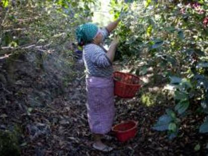 Una mujer corta granos de café en una finca en el municipio de Alotenango, a unos 60 kilómetros de Ciudad de Guatemala. EFE/Archivo