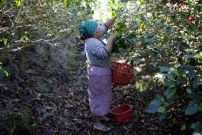 Una mujer corta granos de café en una finca en el municipio de Alotenango, a unos 60 kilómetros de Ciudad de Guatemala. EFE/Archivo