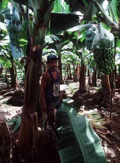 Un trabajador del banano en Costa Rica.