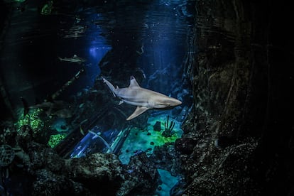 Tiburón de arrecife de puntas negras nadando en un acuario en Alemania.