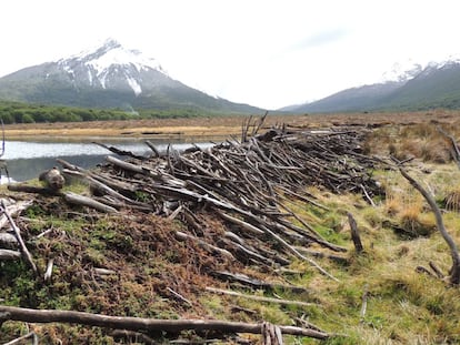 Diques construidos por castores en Tierra del Fuego.