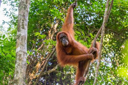 Hay pocas islas en el mundo que despierten en el viajero tantas promesas de aventura como Sumatra. Erupciones, terremotos y tsunamis acaparan con frecuencia los titulares sobre esta isla, una de las mayores de Indonesia, pero lo normal es que los visitantes puedan contemplar con relativa tranquilidad sus volcanes humeantes que custodian los somnolientos lagos que lamen los bordes de sus cráteres. La selvas de Sumatra están todavía repletas de orangutanes (en la foto), tigres, rinocerontes y elefantes. Y junto a tanta naturaleza sin domesticar, hay playas desiertas con perfectas olas cristalinas.