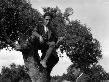 Juan Gil Collado, encaramado a un árbol con un cazamariposas, hacia 1921.