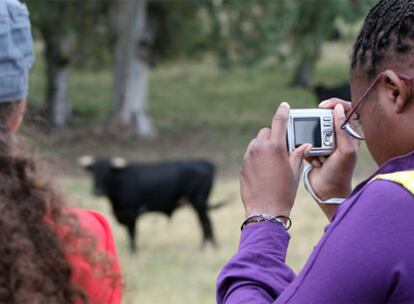 Una estudiante francesa fotografía los toros de la finca Arenales, en Morón de la Frontera (Sevilla).