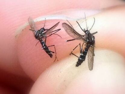 Two tiger mosquitoes photographed by a member of the public.