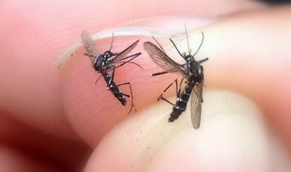 Dos mosquitos tigre fotografiados por un ciudadano.