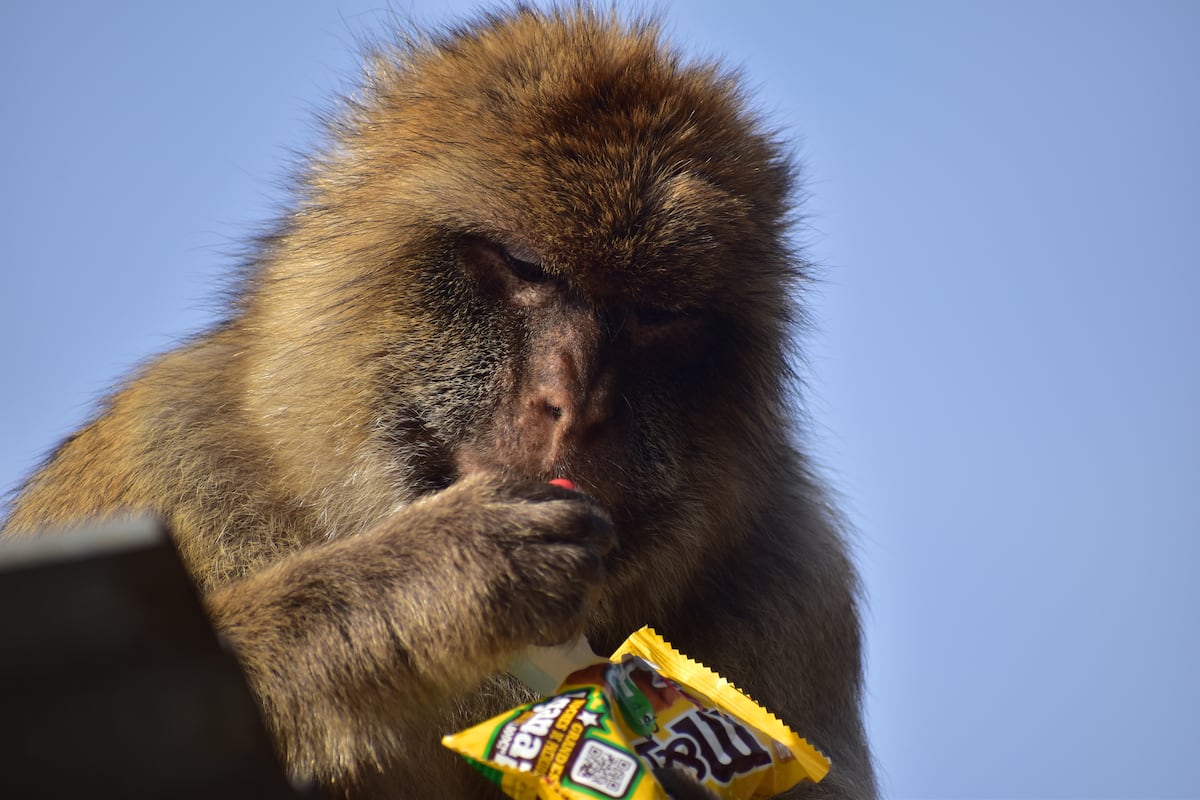 Gibraltar’s monkeys eat dirt to purge the junk food tourists give them