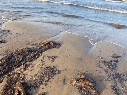 Algas y desperdicios de toallitas en la orilla de la playa de Las Arenas.