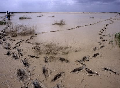 La Junta de Andalucía aún reclama 90 millones de euros a la empresa Boliden por el coste de la limpieza de los lodos tóxicos. El proceso continúa en los juzgados ya que, en un primer momento, no se encontró ningún delito penal y los juzgados de la vía civil y administrativa se han declarado no competentes. Actualmente el caso se encuentra en el Tribunal Supremo, a la espera de que decida si se debe actuar por la vía civil o la administrativa.