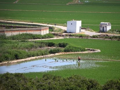 Arrozales vistos desde la Muntanyeta dels Sants en Sueca. 