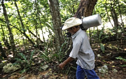 Los cenotes suelen estar en fincas particulares, y se accede a ellos pagando una entrada.