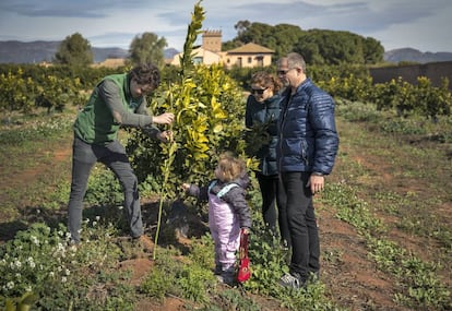 Una familia en la plantación de su naranjo en Bétera, Valencia