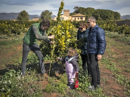Una familia en la plantación de su naranjo en Bétera, Valencia
