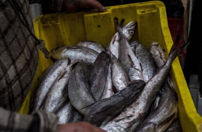 Un hombre carga una caja de pescados en Chile.