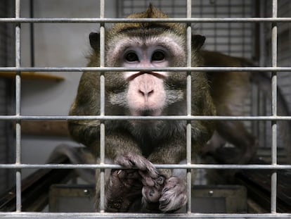 Un macaco en una jaula en las instalaciones del laboratorio Vivotecnia, en Madrid, cerrado por supuesto maltrato animal.