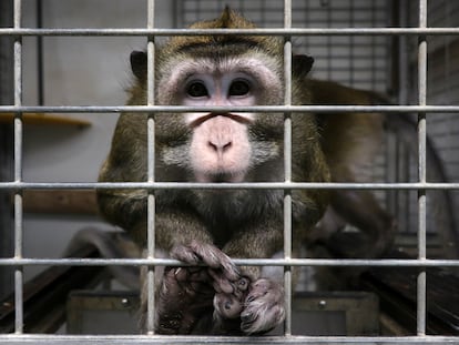 Un macaco en una jaula en las instalaciones del laboratorio Vivotecnia, en Madrid, cerrado por supuesto maltrato animal