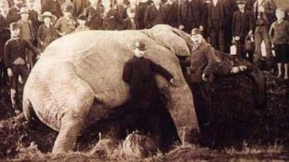 Jumbo después del choque con un tren en septiembre de 1885 en St. Thomas, Ontario (Canadá). El animal ya había muerto cuando se tomó la imagen.