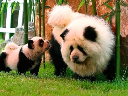 No es lo que parece. Dos perros chow chow, que se asemejan a dos osos panda, en Zhengzhou (China).